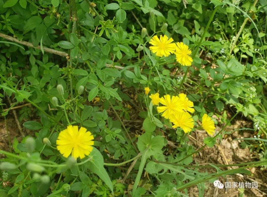 {捕魚機}(野花社区日本最新午夜精品)