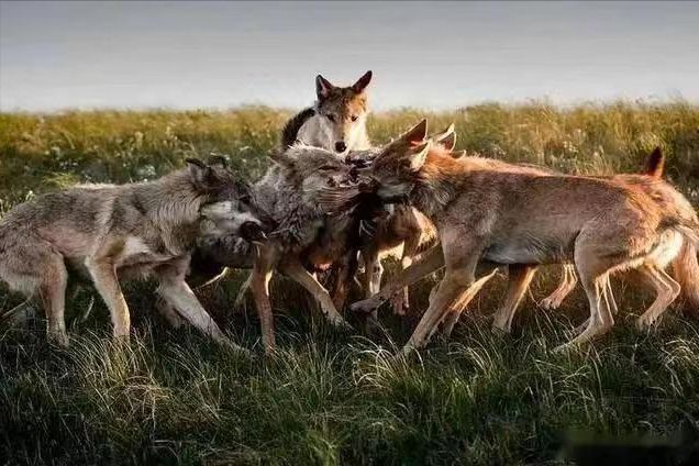 {百家樂}(狼群影院在线观看免费观看直播一棵树就开了一朵花)