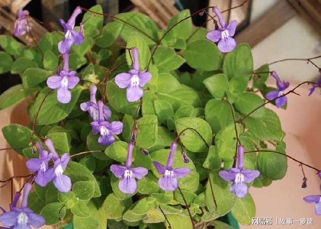 关于樱花草在线观看播放免费视频的信息